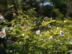 Magnolia sieboldii ‘Mishiko Renge’