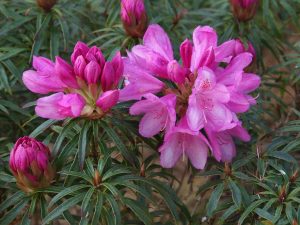 Rhododendron ‘Graziellia’