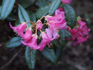 Rhododendron tethropeplum