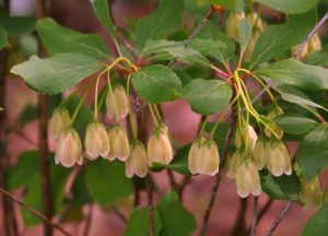 Enkianthus campanulatus ‘Wallaby’