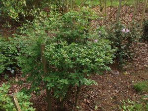 Enkianthus campanulatus ‘Wallaby’