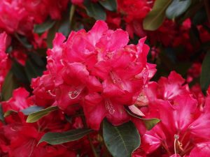 Rhododendron ‘Halfdan Lem’