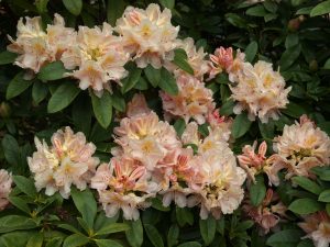 Rhododendron ‘Hotei’