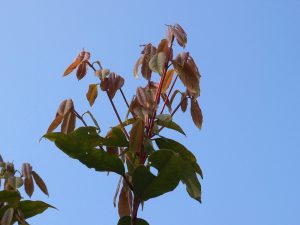 Acer albopurpurascens