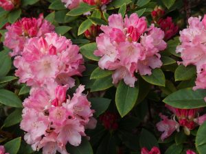 Rhododendron ‘Dreamland’