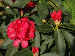 Rhododendron ‘Jean Marie de Montague’