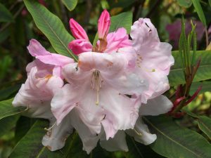 Rhododendron ‘Loderi Pink Diamond’