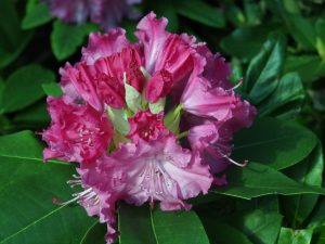 Rhododendron ‘Germanica’