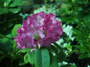 Rhododendron ‘Germanica’