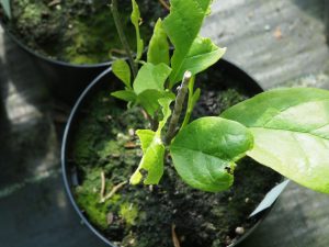 Slug damage on magnolia leaves