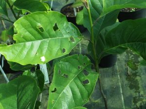 Slug damage on magnolia leaves