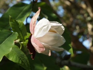 Magnolia ‘Summer Solstice’