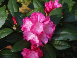 Rhododendron ‘Polaris’