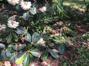 Rhododendron sinogrande ‘Lord Rudolph’