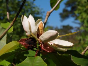 Magnolia obovata ‘Pink Flush’