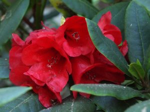 Rhododendron elliotii