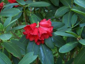 Rhododendron elliotii