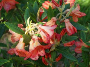 Rhododendron ‘Fabia’
