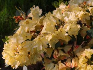 Rhododendron ‘Yellow Petticoats’