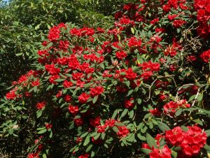 Rhododendron ‘Tally Ho’ x elliotii