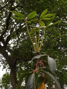 Schefflera pauciflora