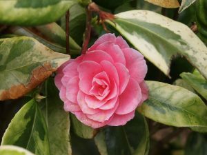Camellia ‘Kerguelen’