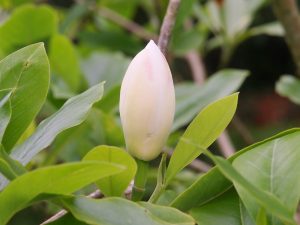 Magnolia sieboldii sinensis x virginiana