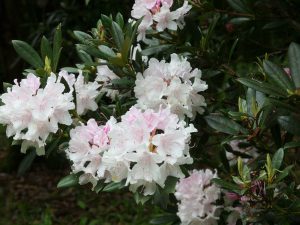 may be Rhododendron ‘Purity’