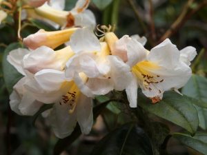 Rhododendron ‘Royal Flush’ – yellow form