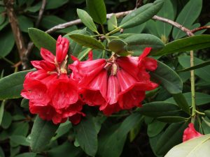 Rhododendron ‘Tally Ho’