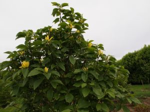 Magnolia ‘Daphne’