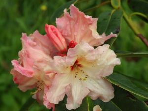 Rhododendron ‘Loch Levan’