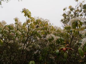 Rhododendron stamineum