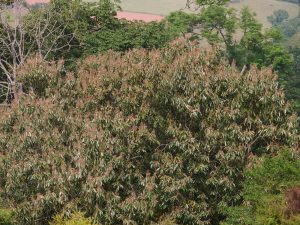 Quercus cleistocarpa
