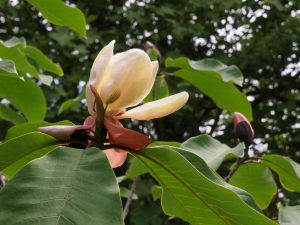 Magnolia obovata ‘Pink Flash’