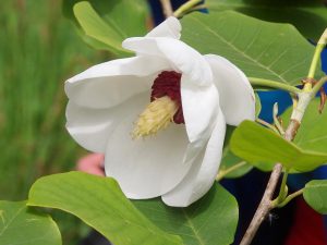 Magnolia sieboldii ‘Pride of Norway’