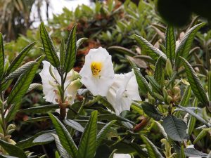 a cross between Rhododendron excellans and Rhododendron nuttallii