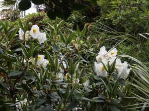 a cross between Rhododendron excellans and Rhododendron nuttallii