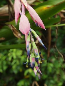 Unknown exotic bilbergia/orchid