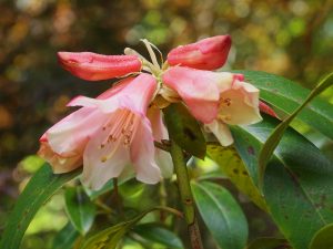 pinkish Rhododendron royalii hybrid