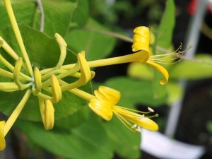 Lonicera tragophylla ‘Maurice Foster’