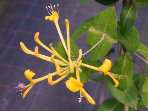 Lonicera tragophylla ‘Maurice Foster’