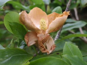 Magnolia sieboldii sinensis x Magnolia virginiana