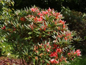 Rhododendron ‘Tortoiseshell Orange’