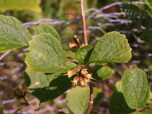 Styrax shiranus