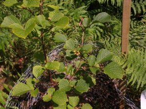 Styrax shiranus