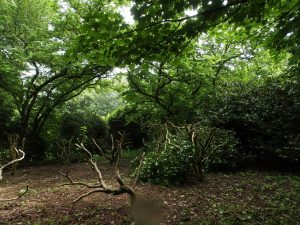 clump of camellias