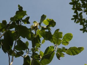 Magnolia dealbata
