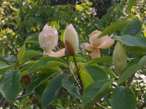 Magnolia ‘Porcelain Dove’