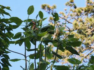 Magnolia dealbata